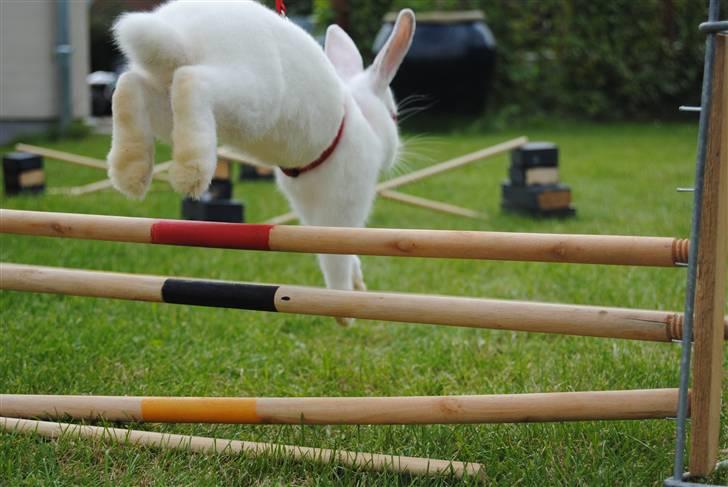 Kanin McGee - Haha, elsker det billede, når enden er god er alting godt :) billede 5