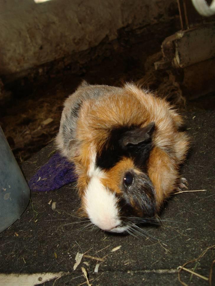 Marsvin pjuske R.I.P. billede 1