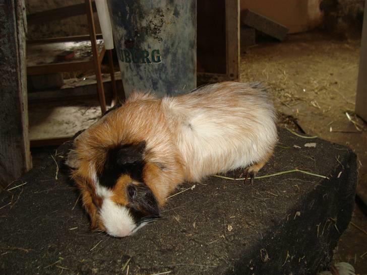 Marsvin pjuske R.I.P. billede 2