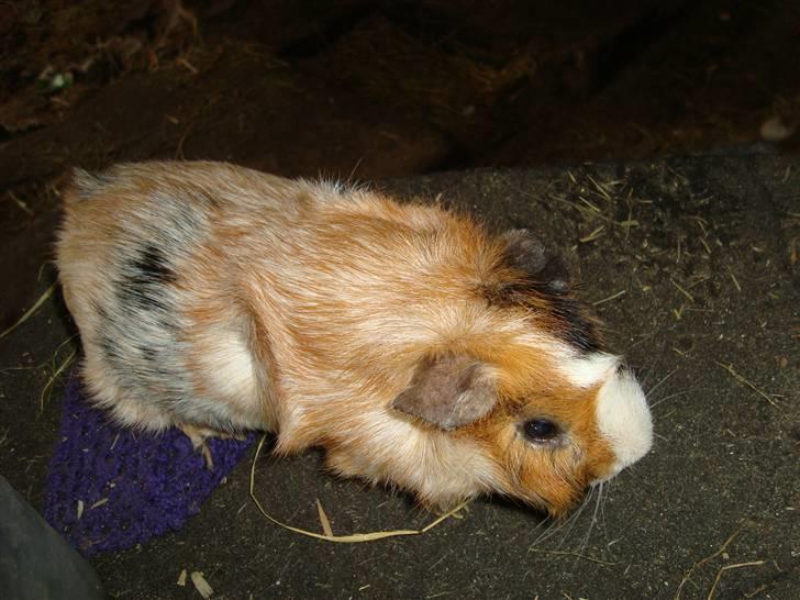 Marsvin pjuske R.I.P. billede 3