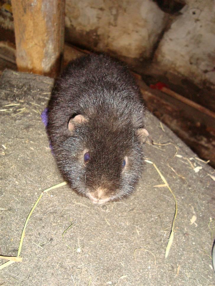 Marsvin bobby billede 2