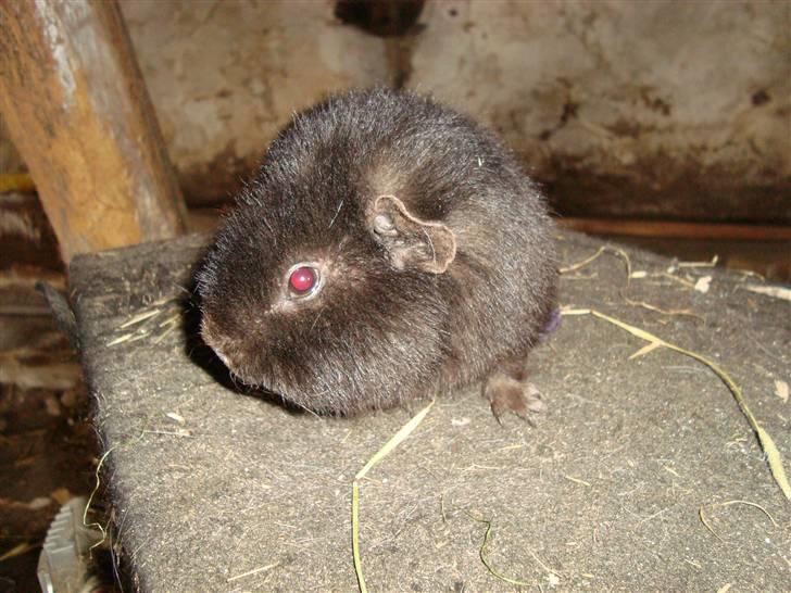 Marsvin bobby billede 3