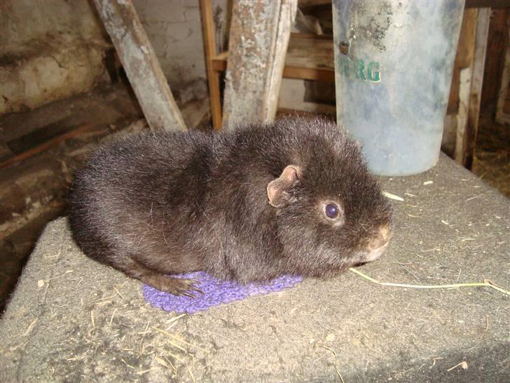 Marsvin bobby billede 4