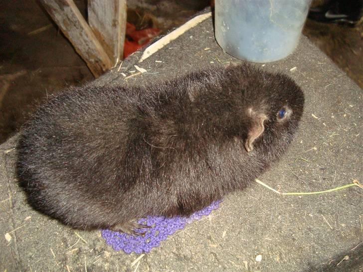 Marsvin bobby billede 5