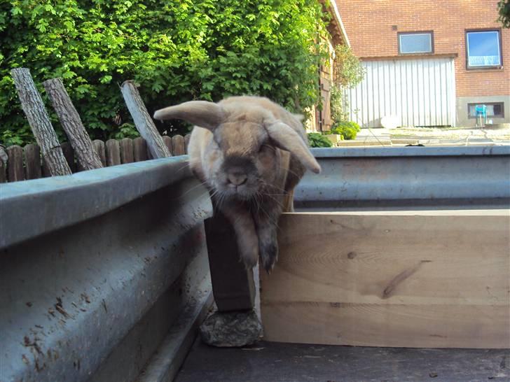 Kanin Viktor - 13# Viktor springer løst i traileren :) <3 billede 13