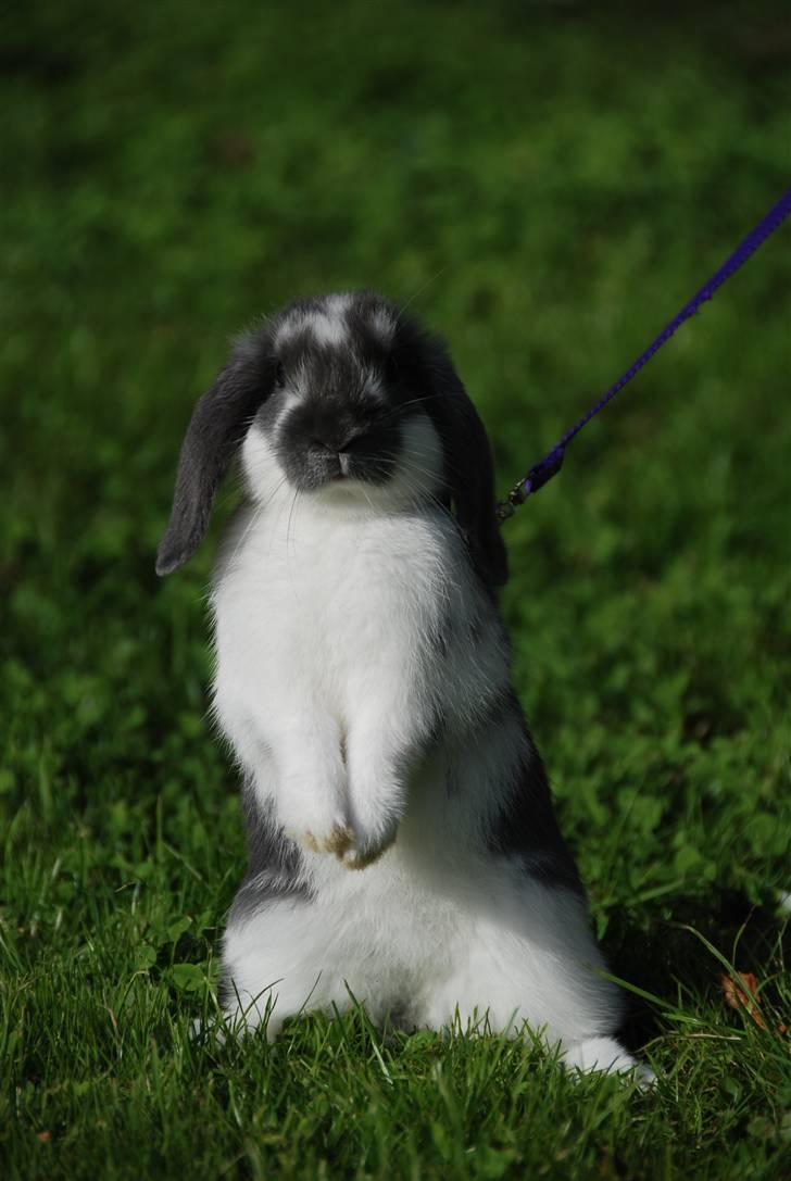 Kanin Taharas Flying Super Star - min smukke dyr<3 han er bare gude smuk ;)<333 Foto: Celine M billede 1