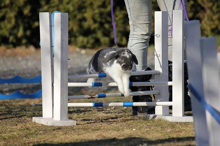 Kanin Taharas Flying Super Star - Foto: Sofie N billede 2