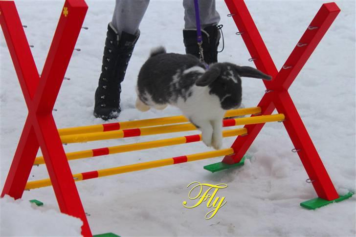 Kanin Taharas Flying Super Star - Foto: Isabella billede 4