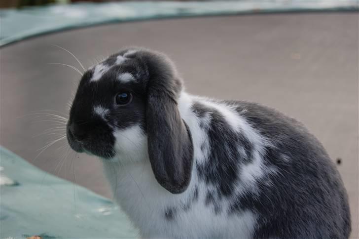 Kanin Taharas Flying Super Star - Foto: mig billede 5