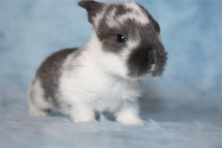 Kanin Taharas Flying Super Star - Foto: Nanna P Stald tahara billede 6