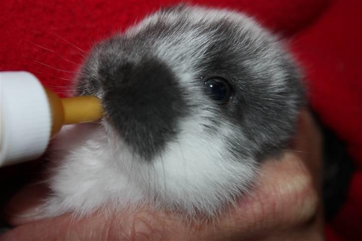 Kanin Taharas Flying Super Star - Foto: Nanna P Stald tahara billede 8