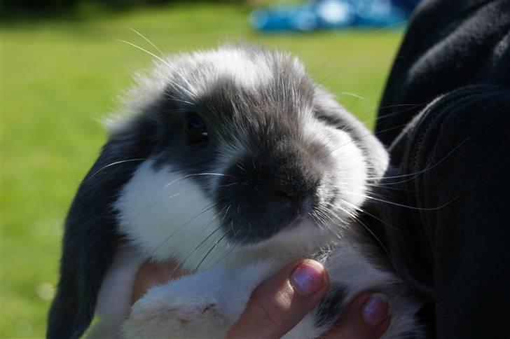 Kanin Taharas Flying Super Star - nuurh :D<3 Foto: Celine M billede 9