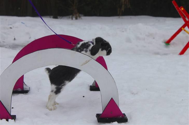 Kanin Taharas Flying Super Star - Foto: isabella billede 10