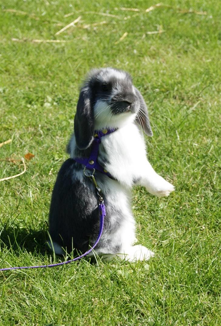 Kanin Taharas Flying Super Star - tyyypisk Fly ;)<3 Foto: Celine M billede 11