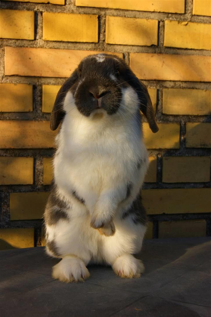 Kanin Taharas Flying Super Star - Foto: mig billede 12