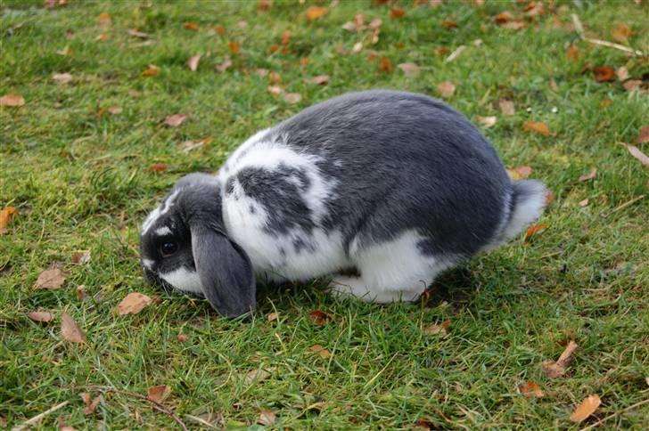 Kanin Taharas Flying Super Star - Foto: mig billede 13