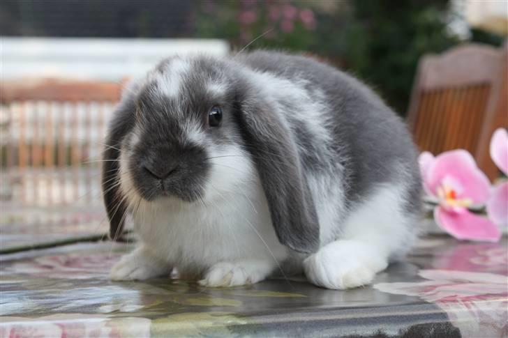 Kanin Taharas Flying Super Star - Foto: Nanna P Stald tahara billede 14