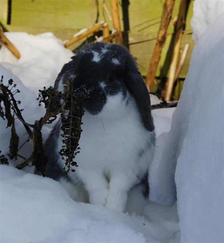 Kanin Taharas Flying Super Star - Foto: mig billede 15