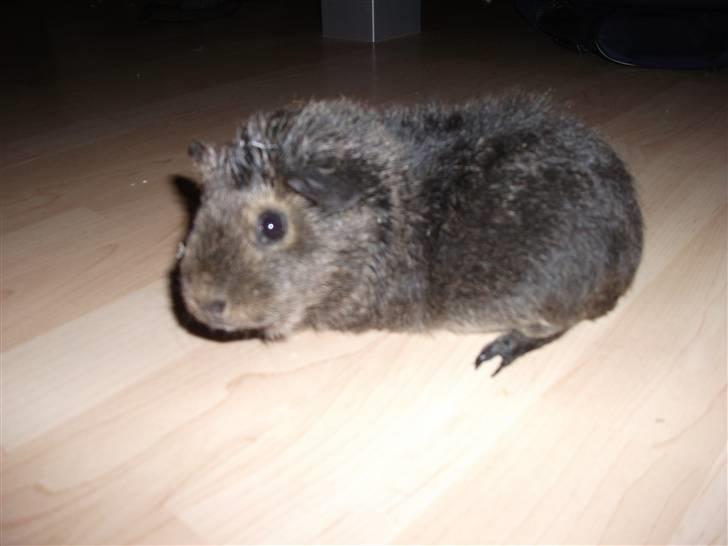 Marsvin Sofié (Fitte) RIP billede 4