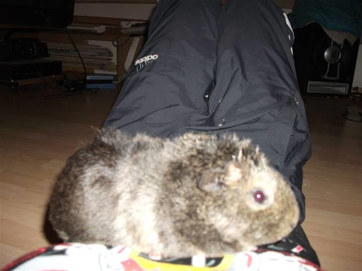 Marsvin Sofié (Fitte) RIP billede 6