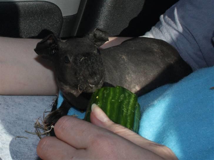 Marsvin Barnabás / Baba billede 1