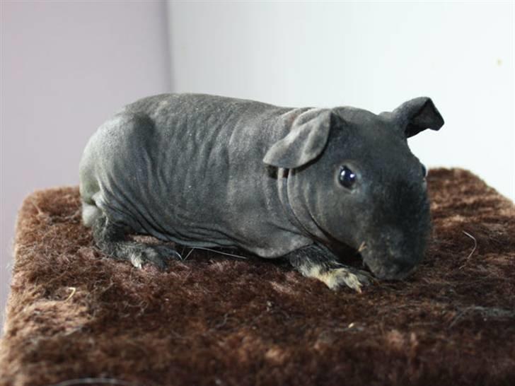 Marsvin Barnabás / Baba billede 2