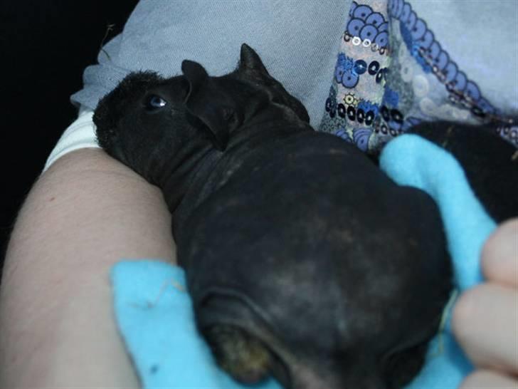 Marsvin Barnabás / Baba billede 3