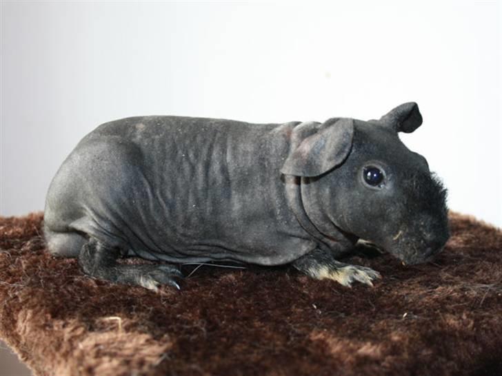 Marsvin Barnabás / Baba billede 4