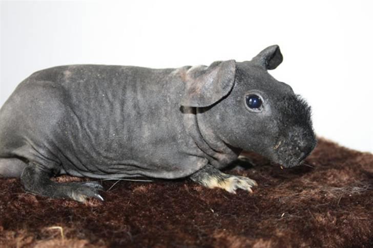 Marsvin Barnabás / Baba billede 5