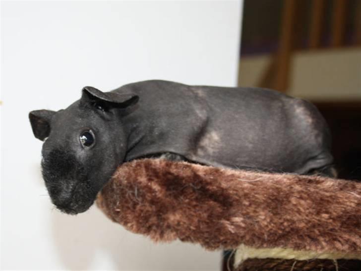 Marsvin Barnabás / Baba billede 6