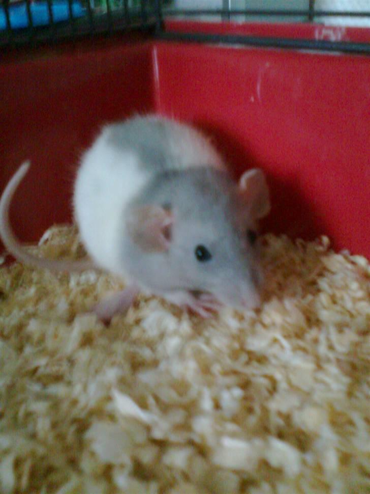 Tamrotte Dumbo billede 1