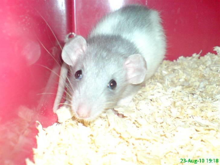 Tamrotte Dumbo billede 2