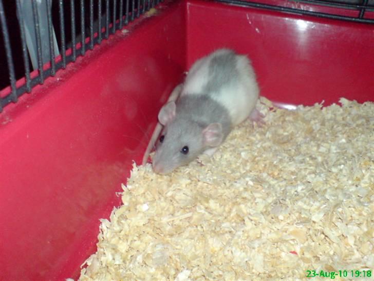 Tamrotte Dumbo billede 3