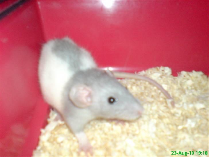 Tamrotte Dumbo billede 4