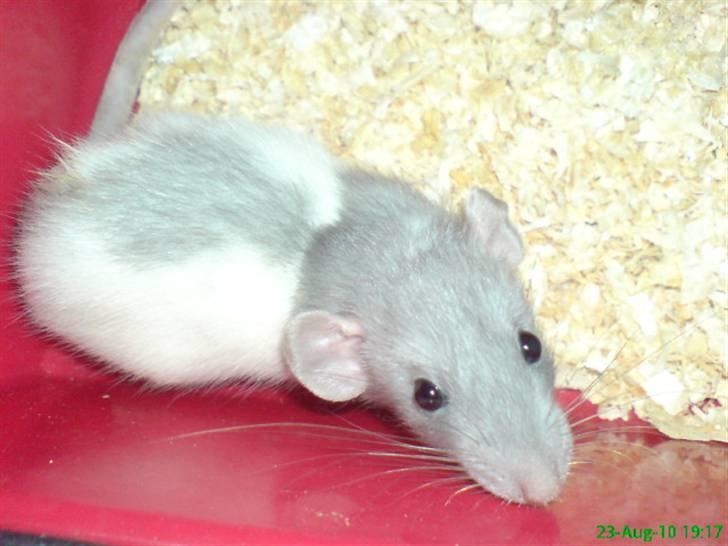 Tamrotte Dumbo billede 5