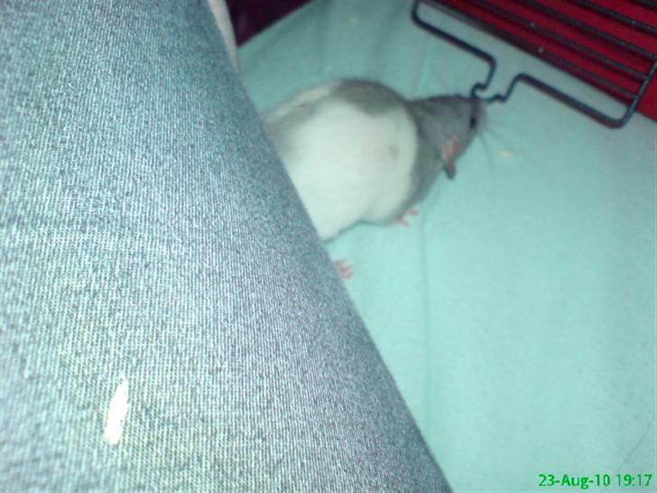 Tamrotte Dumbo billede 6