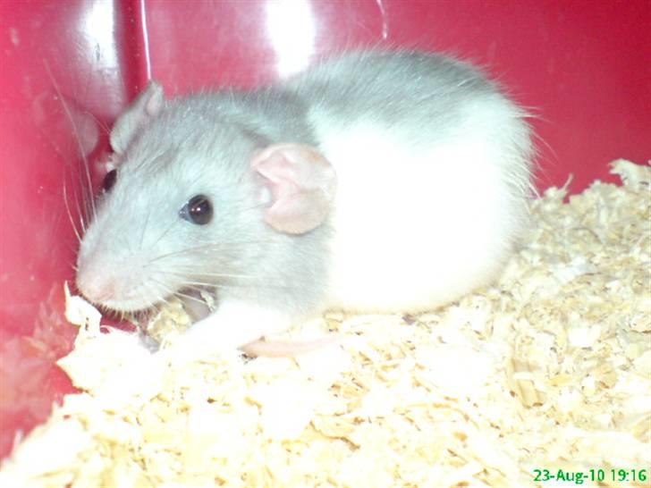 Tamrotte Dumbo billede 7