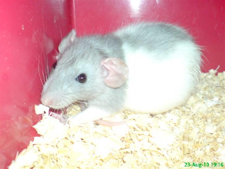 Tamrotte Dumbo billede 8