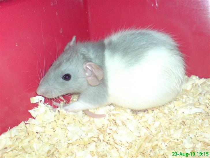 Tamrotte Dumbo billede 9