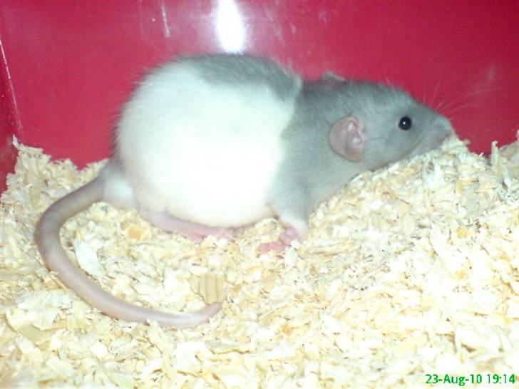 Tamrotte Dumbo billede 10