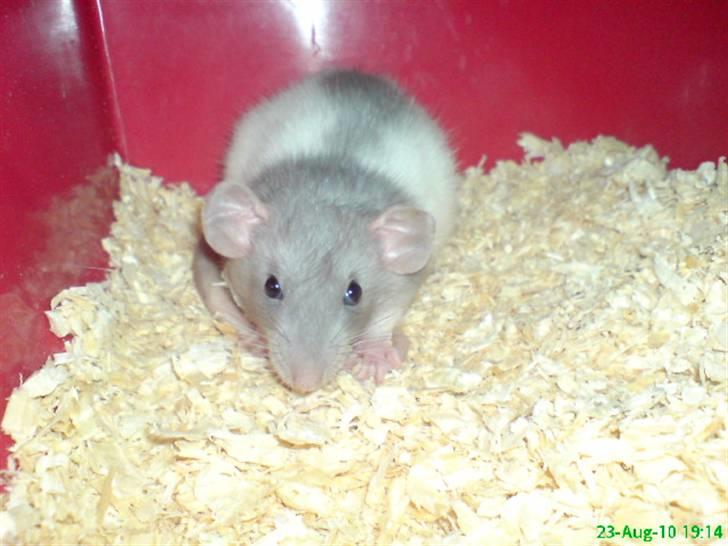 Tamrotte Dumbo billede 11