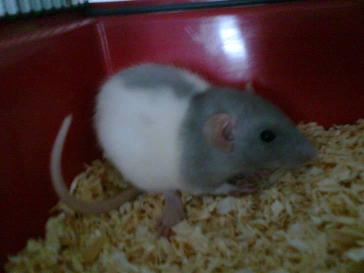 Tamrotte Dumbo billede 12