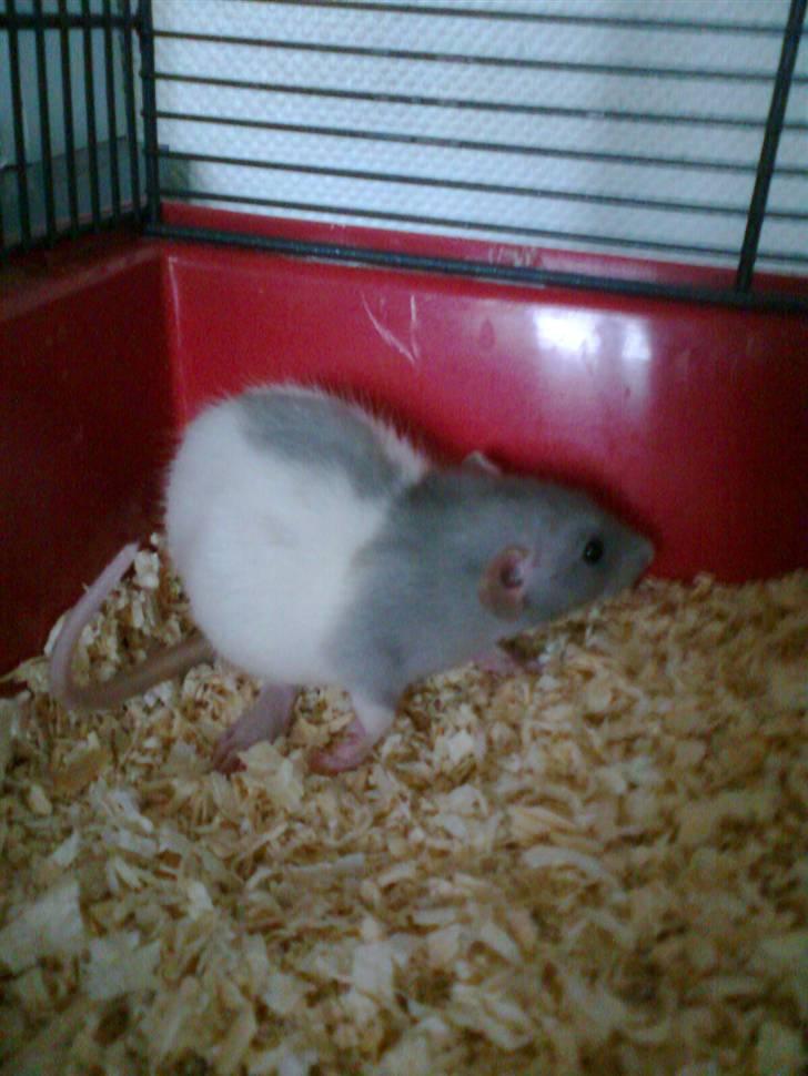 Tamrotte Dumbo billede 13