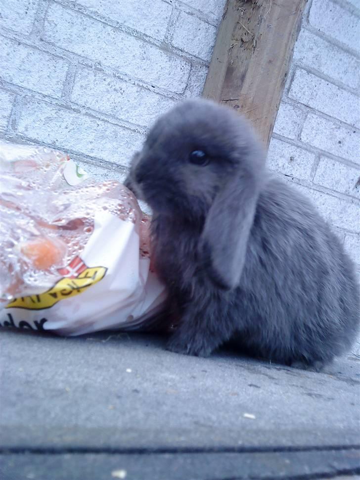 Kanin Senius Seni Seniritó billede 7