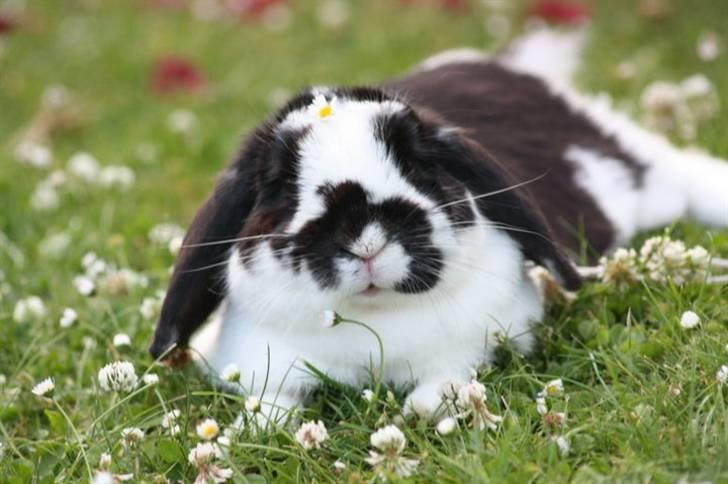 Kanin Toby Dværgkanin - Nuhr<3 Foto-Mie Alstrup billede 1