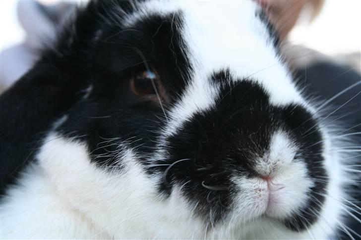 Kanin Toby Dværgkanin - NUTZ billede 2