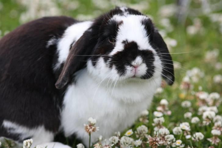 Kanin Toby Dværgkanin - Foto-Mie Alstrup billede 3