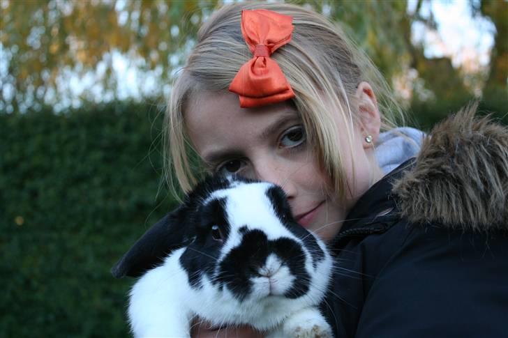 Kanin Toby Dværgkanin - XD billede 5