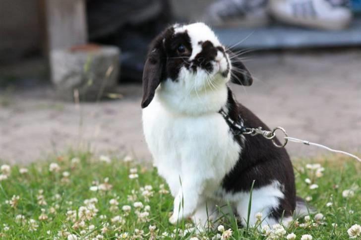 Kanin Toby Dværgkanin - <3 Foto-Mie Alstrup billede 6