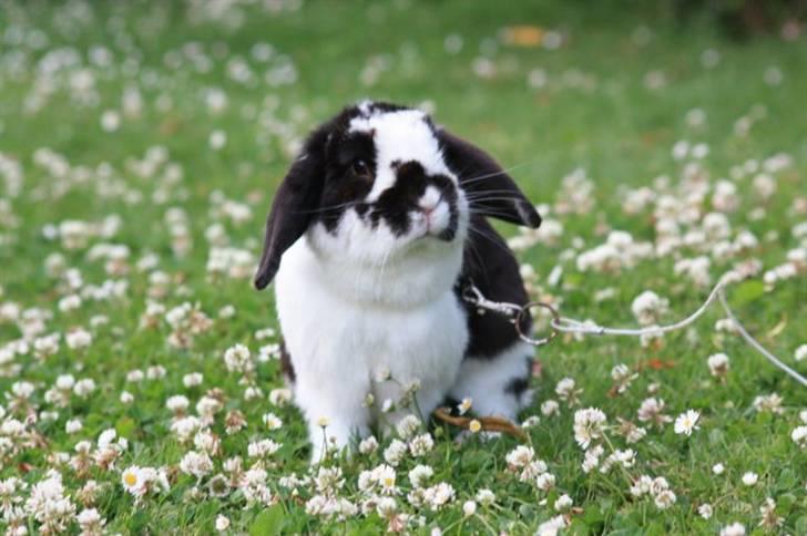 Kanin Toby Dværgkanin - låååve Foto-Mie Alstrup billede 7